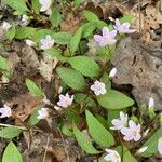 Claytonia caroliniana Blüte