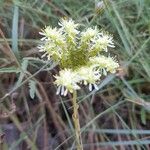 Petrosedum sediforme Liść