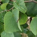 Cercis griffithii Leaf