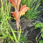 Gladiolus dalenii Cvet
