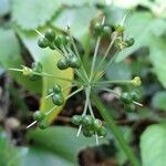 Allium ursinumFruchs