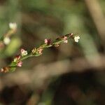 Persicaria pubescens Λουλούδι