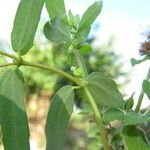 Euphorbia nutans Owoc