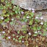 Cymbalaria muralis Агульны выгляд