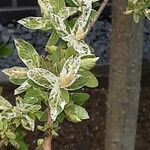 Salix integra Folha