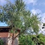Prunus serrula Hábito