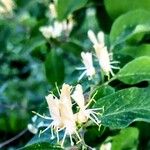 Lonicera xylosteumFloro