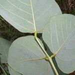 Erythrina berteroana Leaf