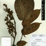 Dicorynia paraensis