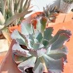 Echeveria shavianaЛист