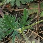 Erodium botrys Hoja