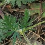 Erodium botrys Blad