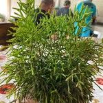 Rhipsalis cereuscula Hoja