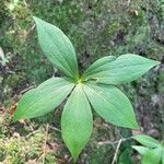 Medeola virginiana List