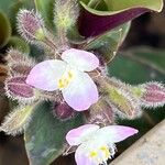 Tradescantia fluminensisFlower