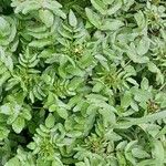 Nasturtium officinale Leaf