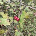 Crataegus meyeri ഫലം