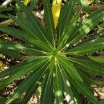 Echium decaisnei Leaf