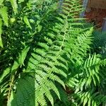 Dryopteris filix-mas Liść