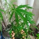 Cannabis sativaЛист