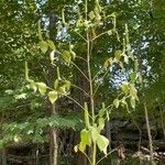 Agastache nepetoides Flower