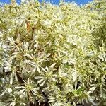 Euphorbia leucocephala ᱵᱟᱦᱟ