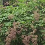 Aralia californica Pokrój