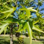 Liquidambar orientalisLeaf