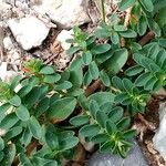 Euphorbia glyptosperma Hábito