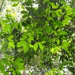 Julbernardia pellegriniana Hoja