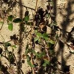 Trifolium pallescens Blad