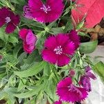 Dianthus chinensis Fleur