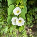 Ipomoea corymbosa Flower