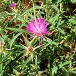 Centaurea calcitrapa Blomma