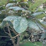 Quercus pontica Blatt