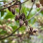 Enkianthus campanulatus 果實