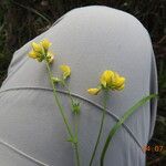 Lotus corniculatusFiore