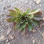 Draba jorullensis Leaf