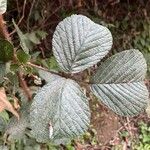 Rubus ellipticus Hoja