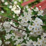 Spiraea chamaedryfolia Flower