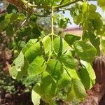 Albizia lebbeck Leaf