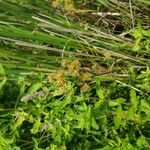 Juncus torreyi Fruit