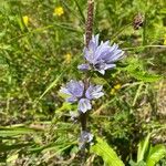 Campanula cervicaria Fleur