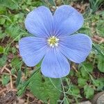 Linum lewisii പുഷ്പം