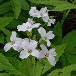 Cardamine heptaphylla Квітка