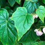 Begonia formosana Habit