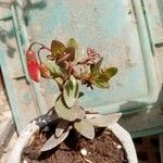 Kalanchoe manginii Лист