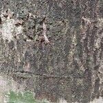Parinari excelsa Casca