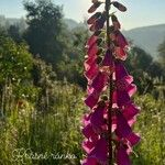 Digitalis purpureaΛουλούδι