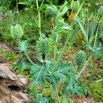 Argemone albiflora Leaf